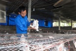 Cử nhân văn thành 'triệu phú' nhờ nuôi thỏ