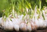 Kỹ thuật trồng cây tỏi trên sân thượng cho củ chắc mẩy siêu dễ 
