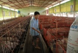 Nông sản Việt mất giá thê thảm vì thương lái ngừng mua