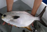 Kỹ thuật nuôi cá chim vây vàng thoát nghèo ngoạn mục