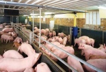 Đường nào giải cứu giá lợn 'rẻ như bèo' cho người nông dân?