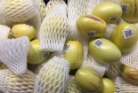 Dân Hà Nội 'phát sốt' với dưa Pepino Đà Lạt