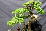 Mẹo phong thủy: Trồng cây này trong nhà giúp gia chủ may mắn và giàu có