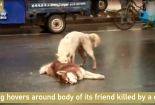 Rơi nước mắt nhìn chú chó đau đớn lay xác bạn bị xe đâm chết