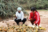 Vụ dứa thối ở Lào Cai: Vì sao người dân không đồng tình phương án đền bù 44 triệu đồng/ha?