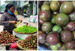 Mận hậu đầu mùa 'giá chát' vẫn ‘hút’ người mua