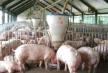 Thương lái buôn thịt lợn ‘ăn dày’, người chăn nuôi và tiêu dùng chịu thiệt