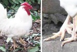 Mục sở thị gà chín cựa bạch tạng ở Hải Dương