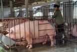 ‘Giải cứu’ thịt lợn: Ngân hàng đầu tiên tung gói vay 500 tỉ đồng với lãi suất thấp