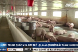 Trung Quốc mua lợn trở lại, khủng hoảng tạm qua