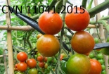 Soát xét tiêu chuẩn về nông nghiệp hữu cơ