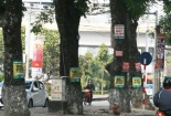 Từ 5/5, phạt hành vi dán quảng cáo trên cột điện, xây xanh