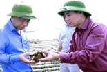 Nguyên nhân khiến hàng ngàn tấn hàu chết ở Tiên Yên - Quảng Ninh 