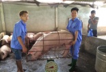 ‘Giải cứu’ thịt lợn: Bộ NN&PTNT lên tiếng
