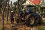 Nông dân ‘mất ăn mất ngủ’ vì hồ tiêu chết hàng loạt
