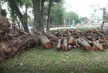 Hà Nội: Chặt hạ hàng loạt cây xà cừ cổ thụ trong Công viên Thống Nhất