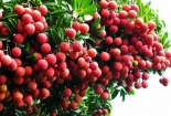 Giá vải thiều Bắc Giang sẽ đắt đỏ do thời tiết khắc nghiệt