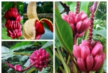 Kỹ thuật trồng cây chuối đỏ cho trái cực ngon mang lại 'siêu' lợi nhuận