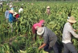 Lao động nông nghiệp và phi chính thức làm ‘hạ thấp’ năng suất lao động ở Việt Nam