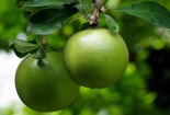 Kỹ thuật trồng cây Đào tiên vừa làm cảnh vừa lấy quả chữa bệnh cực tốt