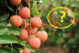 Những người này phải hạn chế ăn quả vải để đảm bảo sức khỏe