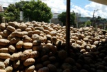 Đắk Lắk: Bí ngô 500 đồng/kg, nông dân khóc ròng