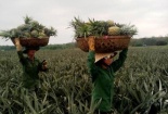 Lạ lùng thương lái Trung Quốc thu mua cả dứa non