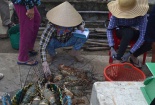 Phú Yên: Tôm hùm chết hàng loạt, thiệt hại hơn 700 tỉ đồng