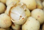 Ăn quả bòn bon không đúng cách: Ẩn họa khôn lường 