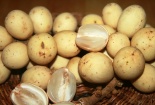 Bòn bon đầu mùa giá đắt, thương lái lãi 2 triệu đồng/ngày
