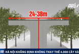 Thông tin bất ngờ về việc thay thế 4.000 cây xà cừ của Hà Nội
