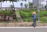Tận dụng vỉa hè, lề đường trồng rau 'sạch': Coi chừng ung thư