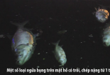 Vớt cá chết xuyên đêm ở hồ Hoàng Cầu