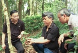 Bộ Khoa học & Công nghệ sẽ đầu tư nghiên cứu, phát triển sâm Ngọc Linh