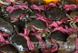 Trà Vinh: Giá cua biển tăng mạnh, 350.000 đồng/kg