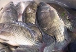 Ban hành Quy chuẩn kỹ thuật Quốc gia về yêu cầu kỹ thuật nuôi cá rô phi