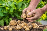 Bất ngờ với kỹ thuật trồng khoai tây tại nhà đơn giản cho năng suất cực cao