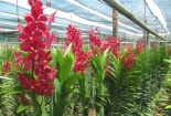 Kỹ thuật trồng lan cắt cành bằng cách chiết, giâm, ghép trên thân cây cực đơn giản