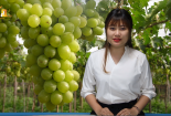 Bản tin Cảnh báo chất lượng: Nhập nhằng nho Ninh Thuận và nho Trung Quốc