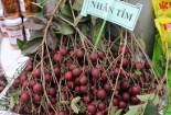 Kỹ thuật trồng nhãn tím 'hốt bạc' ngay ở thôn quê