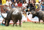 Trâu chọi Đồ Sơn húc chết người: Nên dừng ngay những lễ hội 'bạo lực'