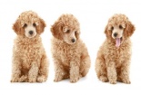 Kỹ thuật nuôi chó Poodle khỏe mạnh đỡ tốn thời gian