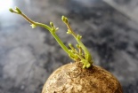 Kỹ thuật trồng củ đậu bằng chậu tại nhà đơn giản, ăn giải nhiệt và bổ dưỡng 