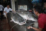 Cặp 'thủy quái sông Mê Kông' 300kg 'đi' máy báy về Hà Nội phục vụ đại gia