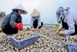 Kỹ thuật nuôi ngao thương phẩm bền vững kiếm bạc tỷ