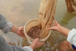 Kỹ thuật nuôi rươi làm đặc sản cho thu nhập 'khủng'