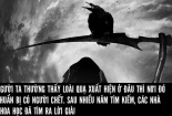 Giải mã bí ẩn quạ 'than khóc” và tạo thành một “đám ma quạ' 