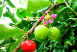 Kỹ thuật trồng cây sơ ri cho quả sai trĩu cành quanh năm