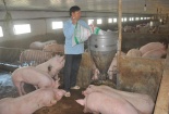 Nguyên nhân nào khiến giá thịt lợn liên tục tăng 'nóng' trong những ngày qua