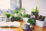 Những loại cây trồng trong nhà giúp ngăn chặn dịch sốt xuất huyết tìm đến gia đình bạn
